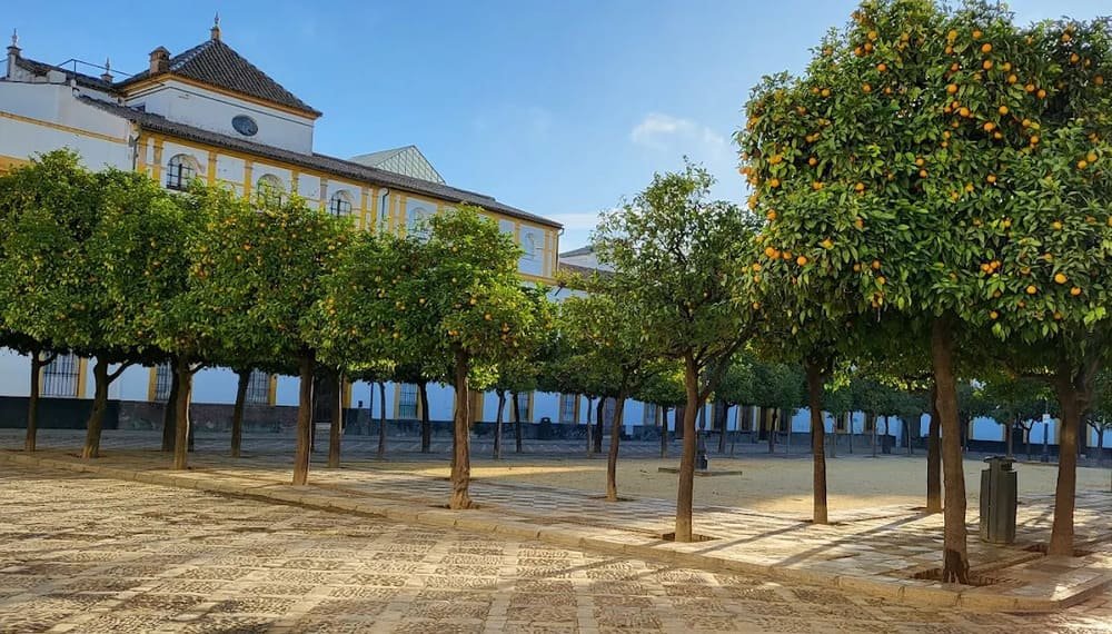 Naranjos en el Patio de Bandera