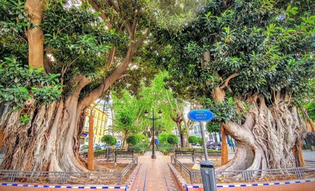 ficus de la plaza Cristo de Burgos
